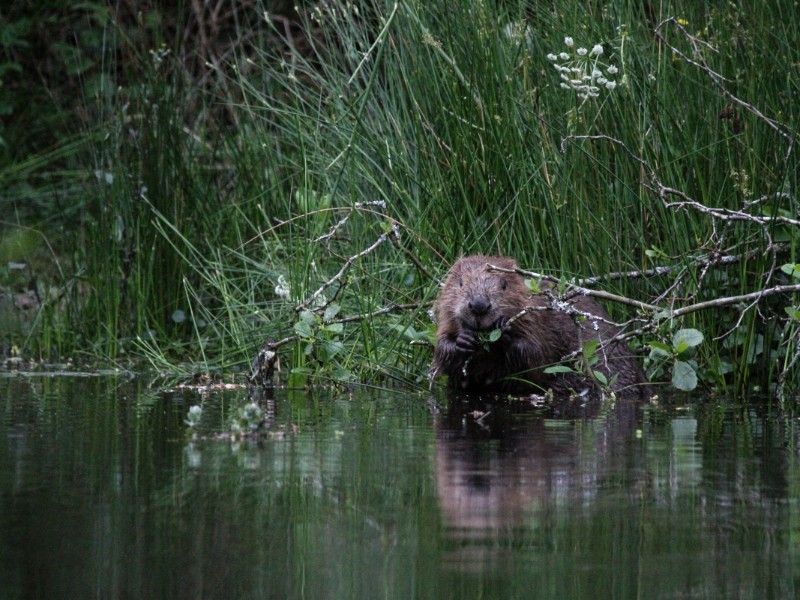 Beavers Without Borders