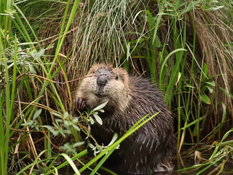 Hundreds of Beavers