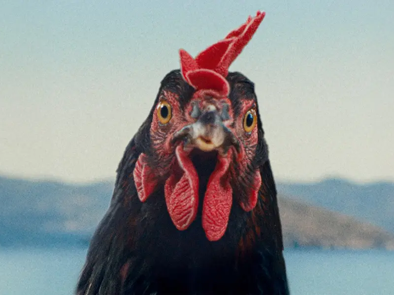Hen