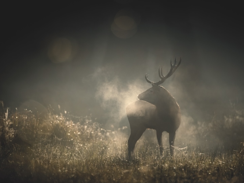 Whispers in the Woods