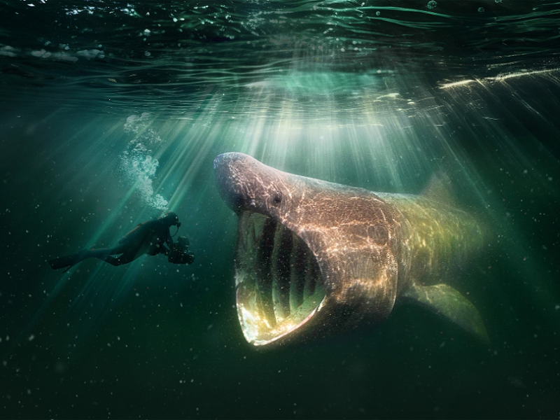 North Sea, Nature Untamed