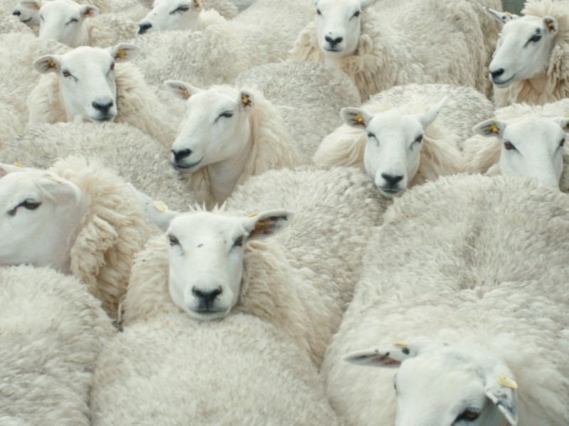Notes from Sheepland