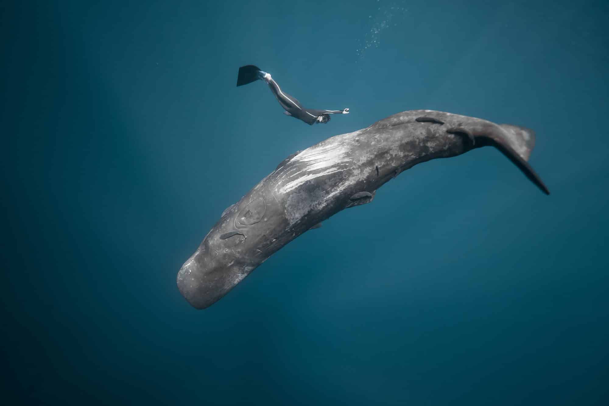 Ocean Film Festival World Tour 2025