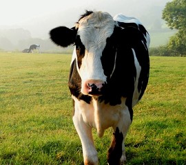 Eating Animals