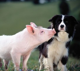 Babe (Easter Sunday Special)