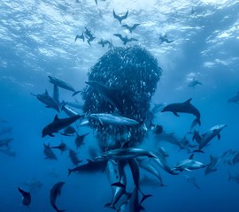 Ocean with David Attenborough