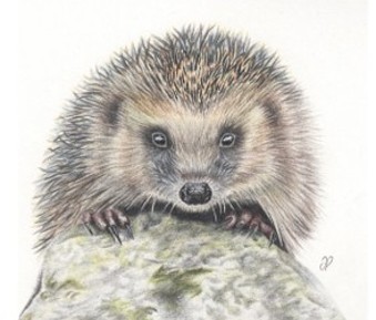 Wildlife Workshop