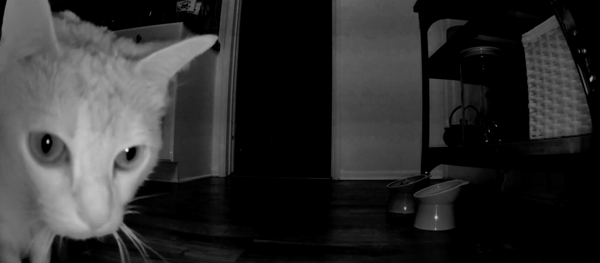 GASP! Horror Festival 2026: Cat Cam
