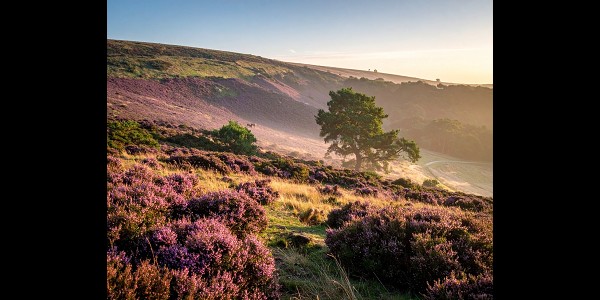 The Return Of The Native