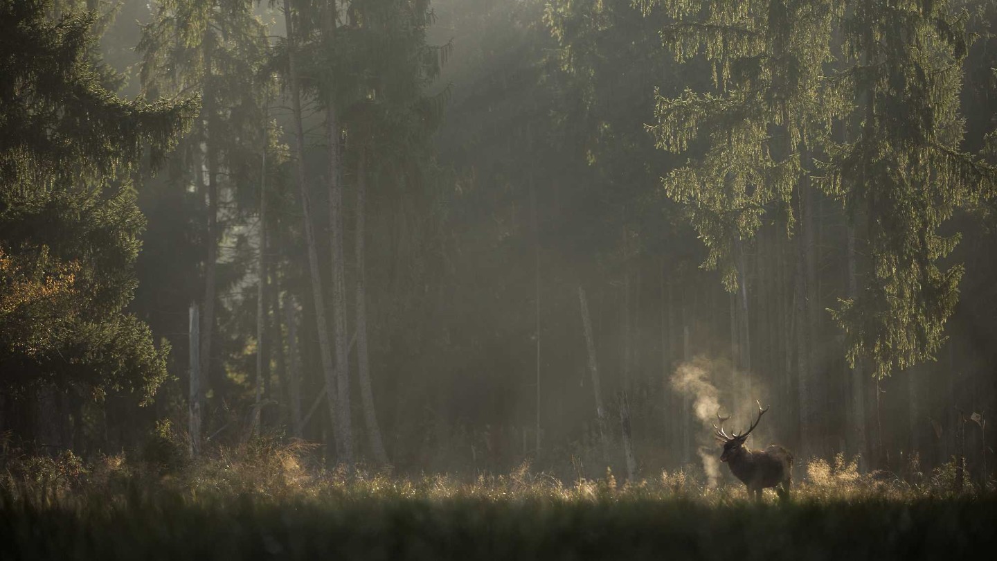 Whispers in the Woods (Subtitled)