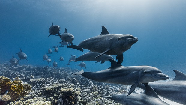 Ocean with David Attenborough