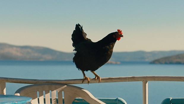 Hen