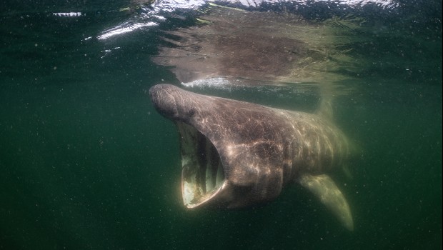 North Sea, Nature Untamed