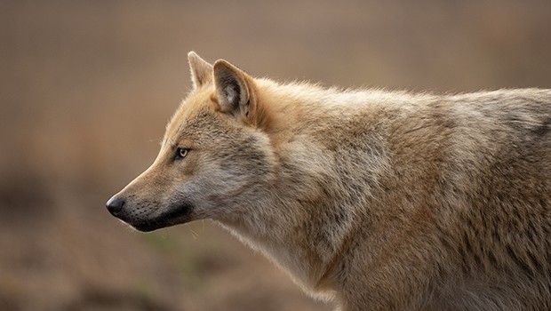 Wildlands - Presented by Harry read