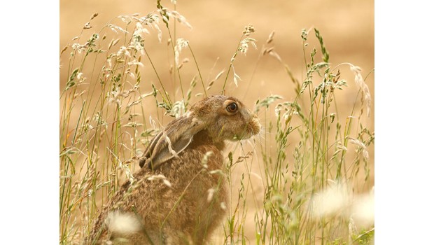 Frances Crickmore - British Wildlife Through My Lens