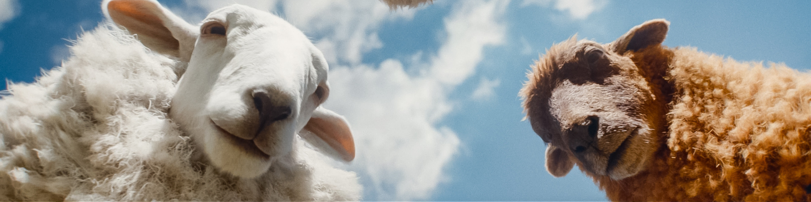 The Sheep Detectives