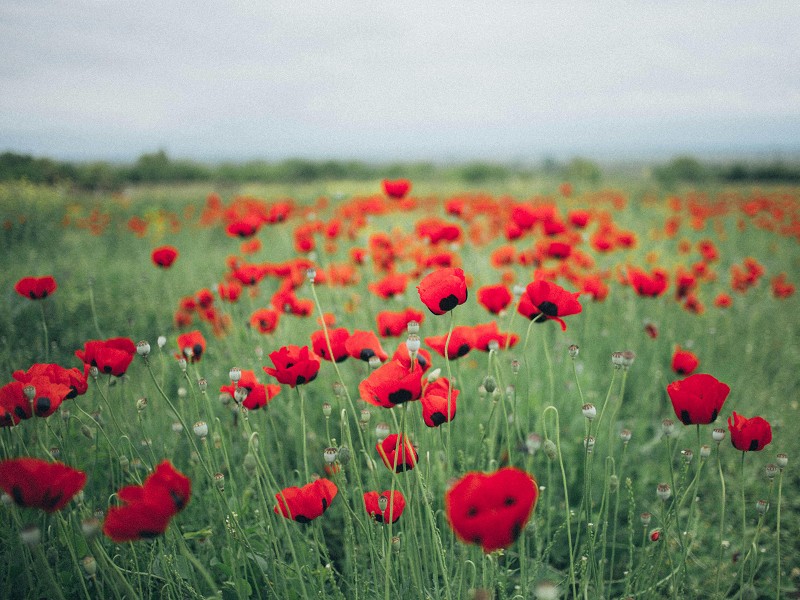 Remembrance Sunday