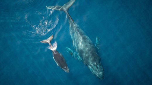 One Ocean Film Tour