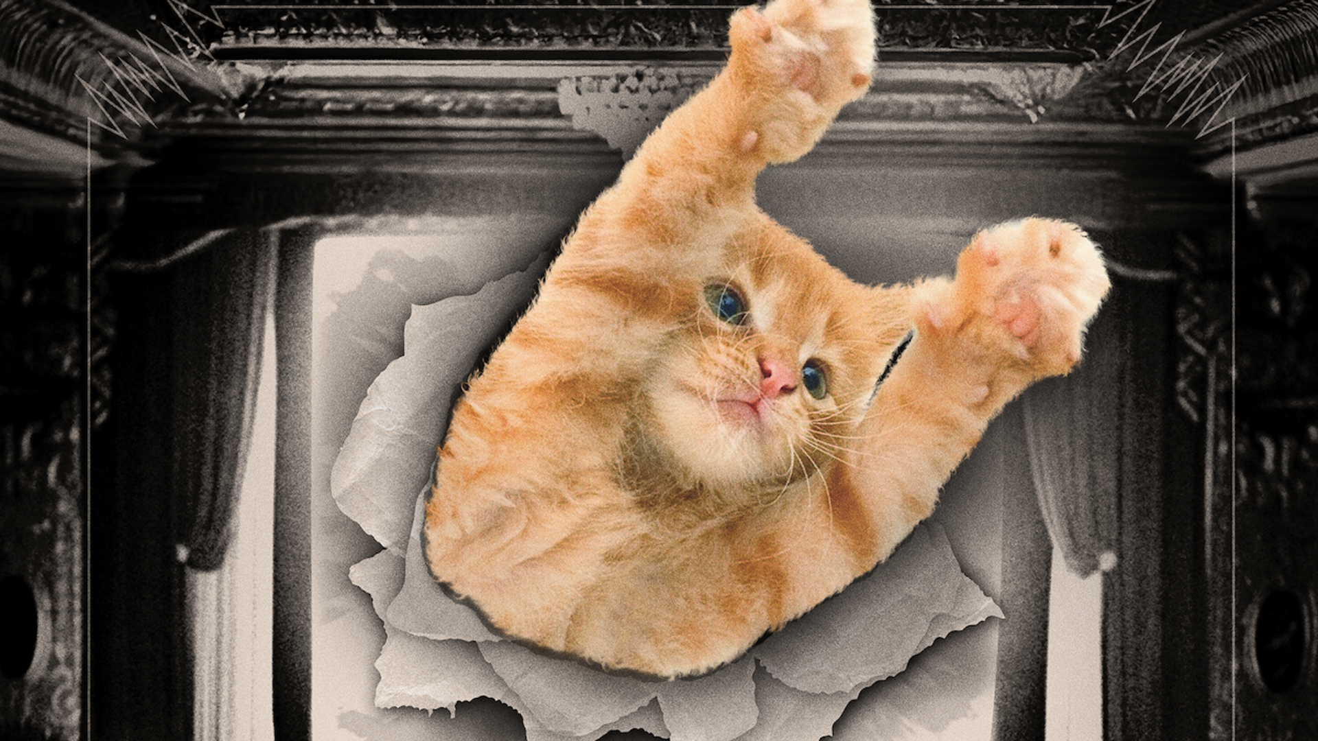 Cat Video Fest 2025