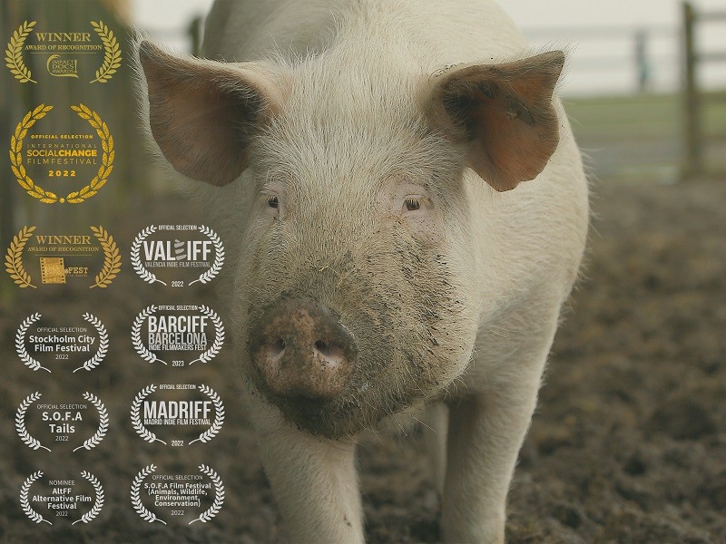 When Pigs Escape + Q & A with Director