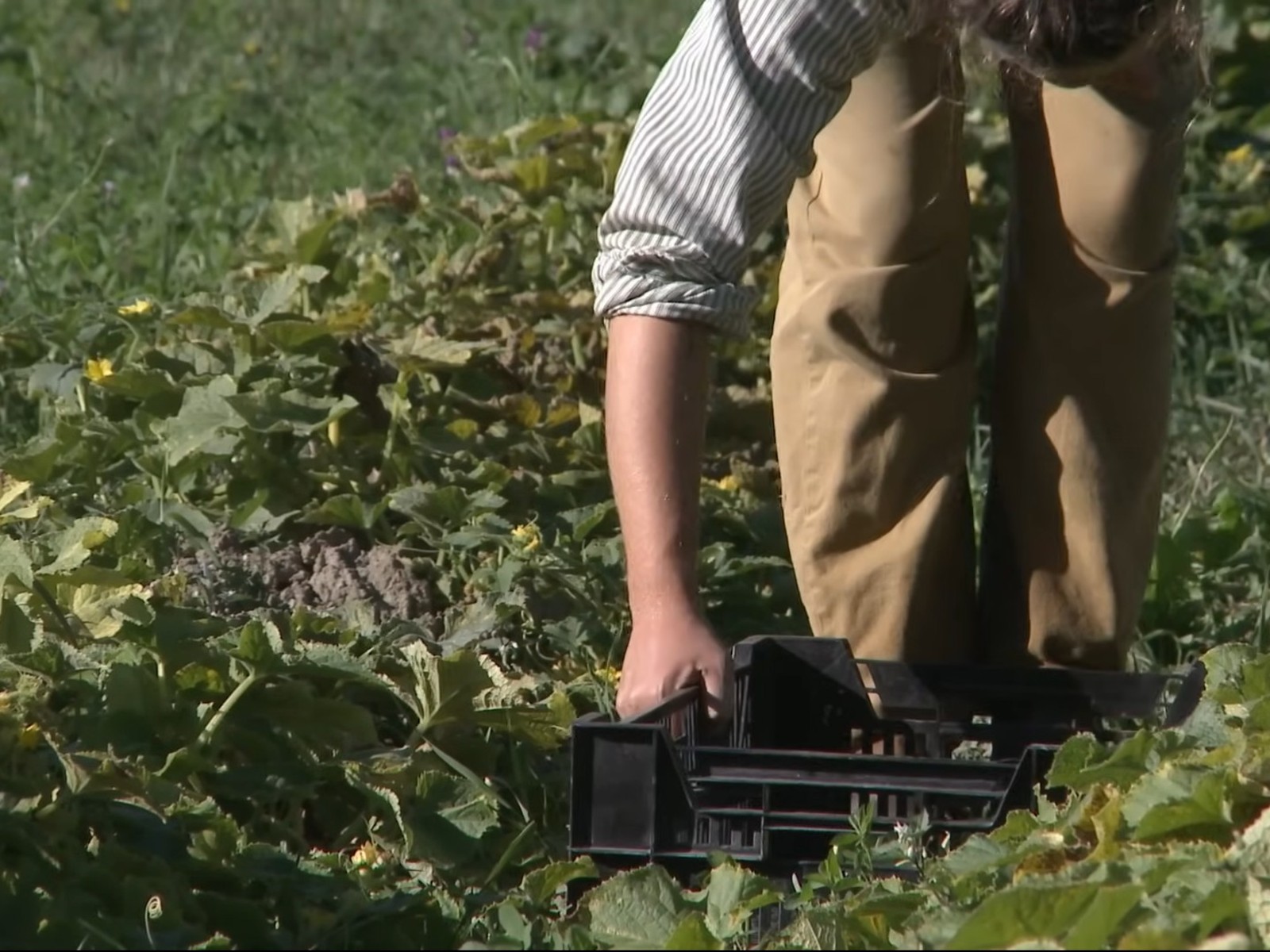 Short Film Screening + Workshop: Bringing People Back to the Farm