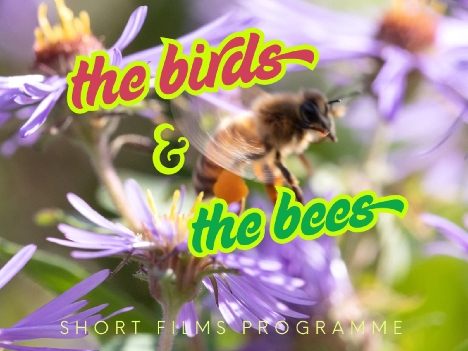 The Birds and The Bees - Short Films Programme