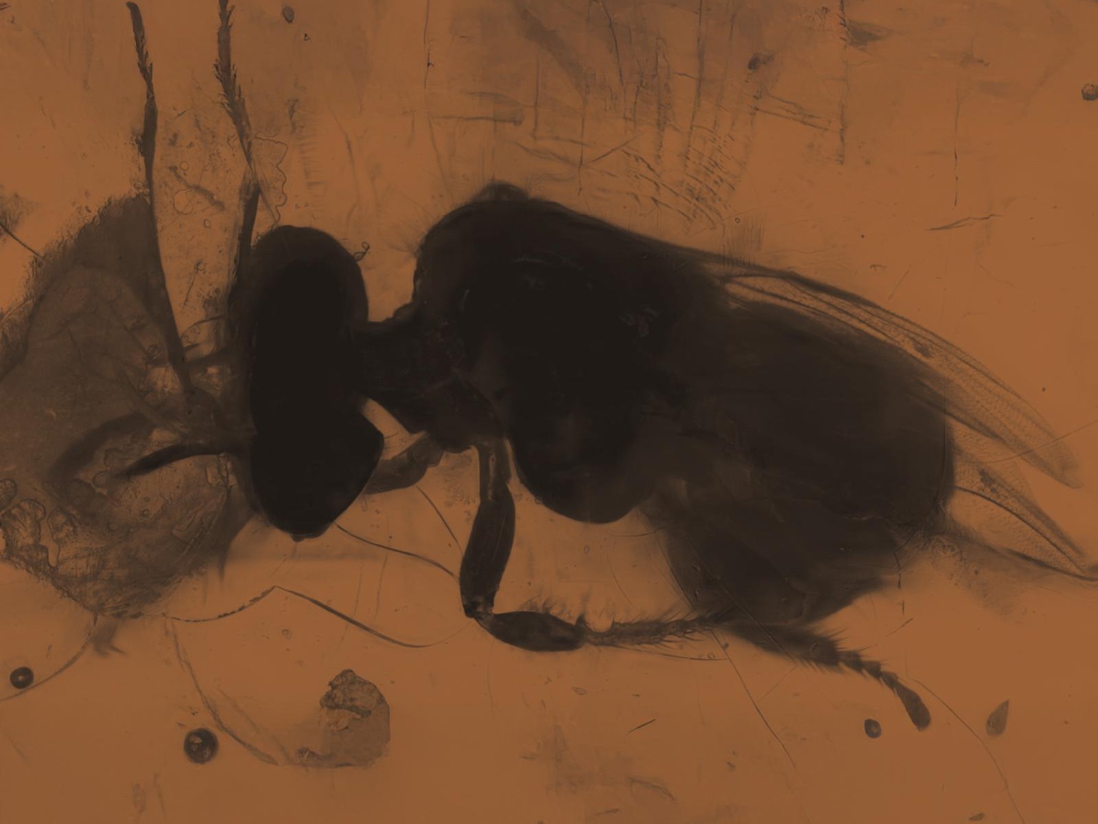 The Hive
