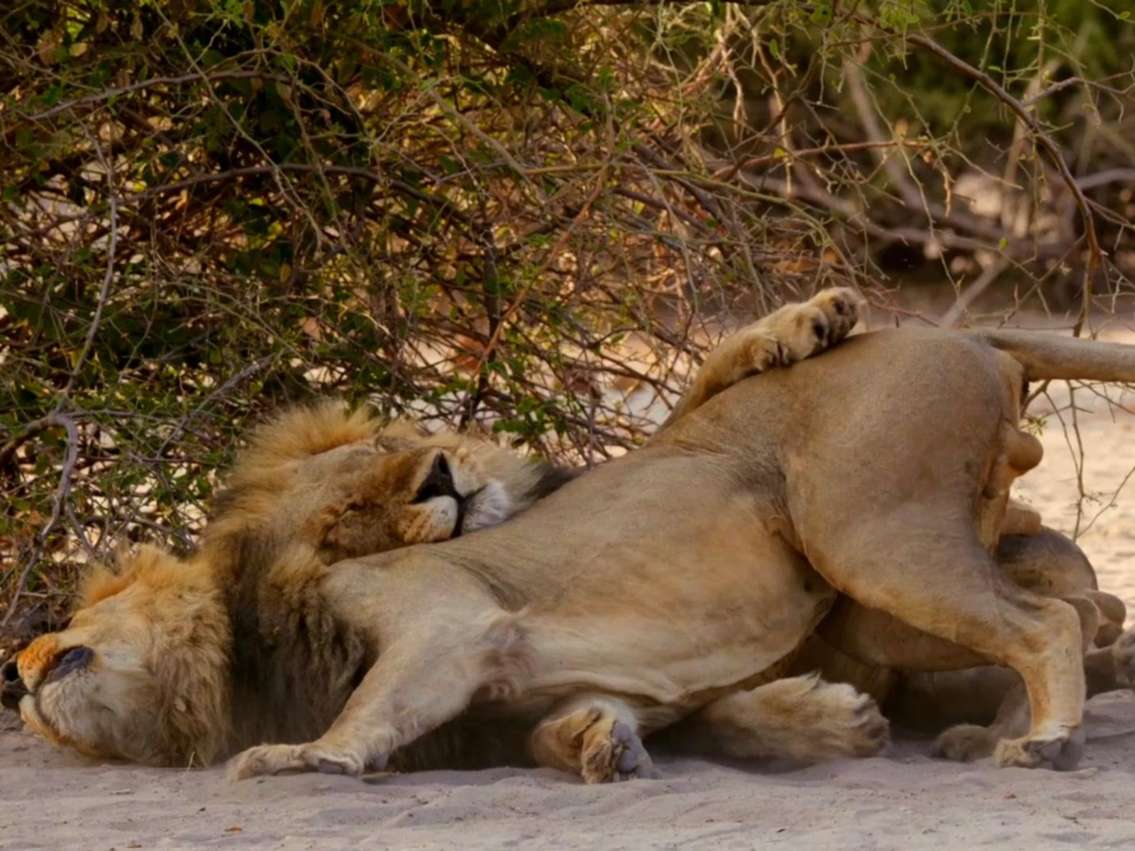 Second Nature: Gender and Sexuality in the Animal World
