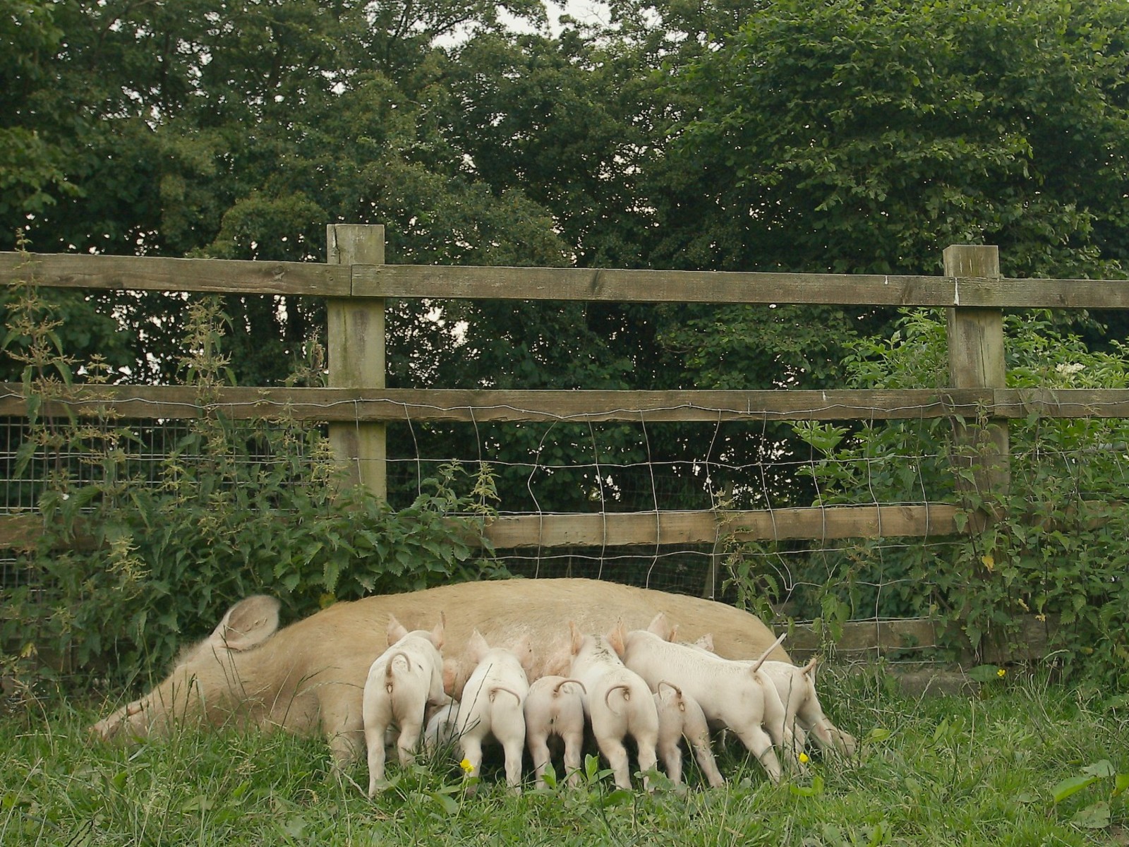 When Pigs Escape + Q&A with director