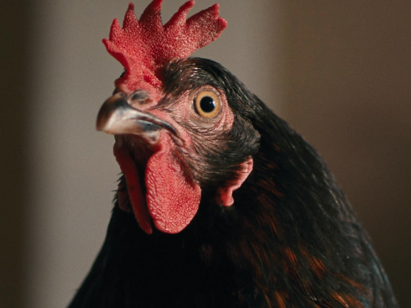 Hen