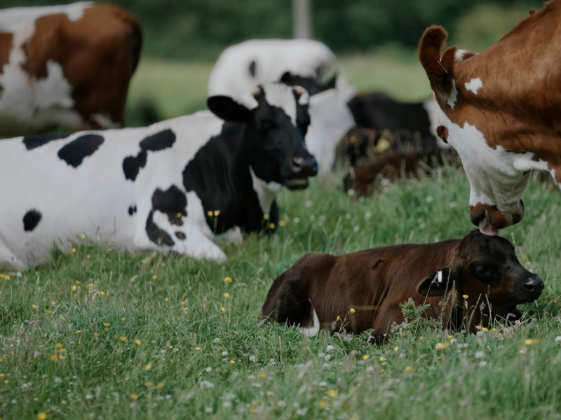 A Dairy Story with Q&A