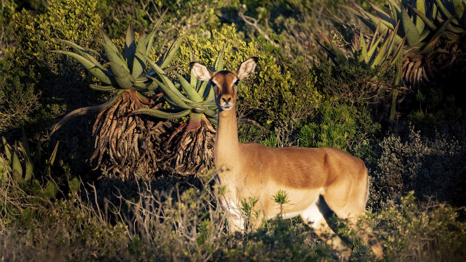 Escape from Extinction: Rewilding