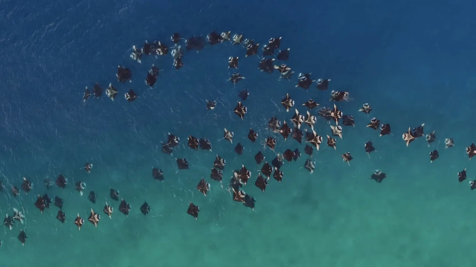 Ocean with David Attenborough