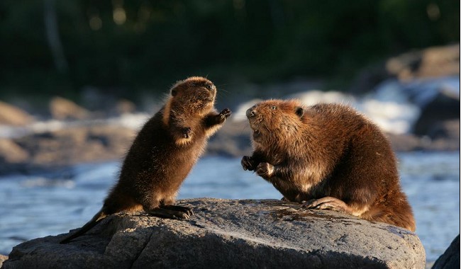 White Tuft The Little Beaver