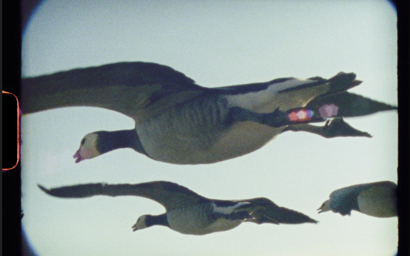 Phoenix for Nature: Super Nature + director Q&A
