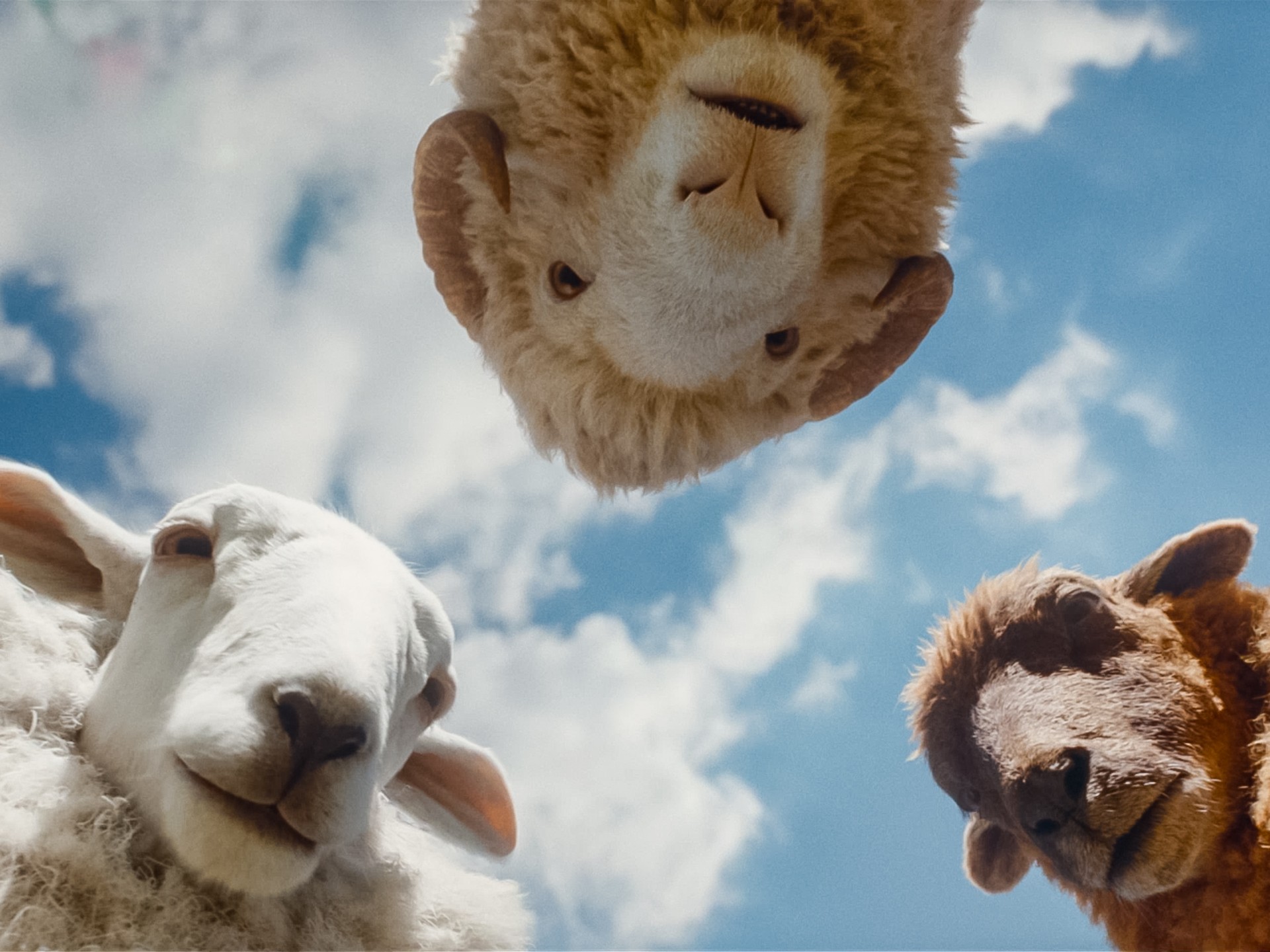 RX Family- The Sheep Detectives