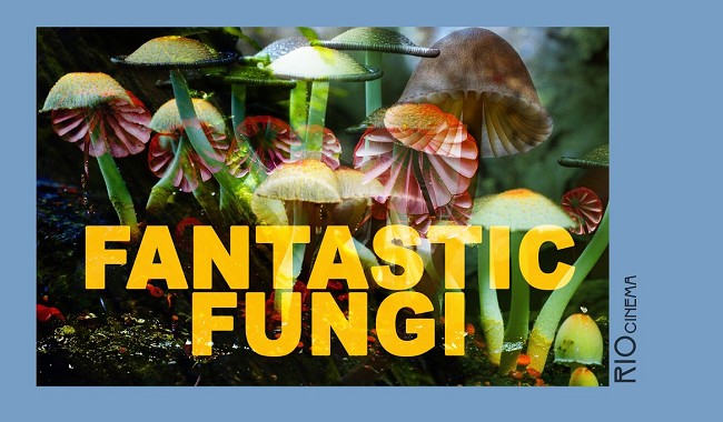 FANTASTIC FUNGI