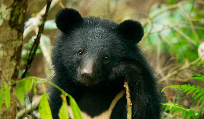 TFFUK Formosan Black Bear is Coming + Q&A