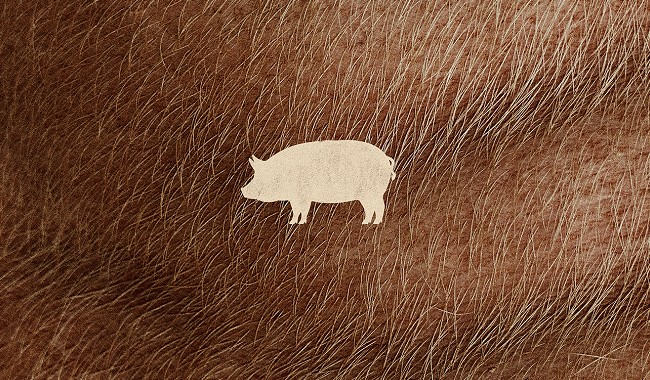 PIG