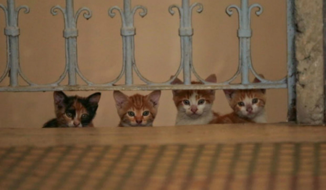 KEDI P&B
