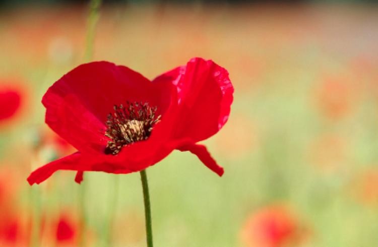 RBL 1918 - 2018 Centenary Poppy Concert