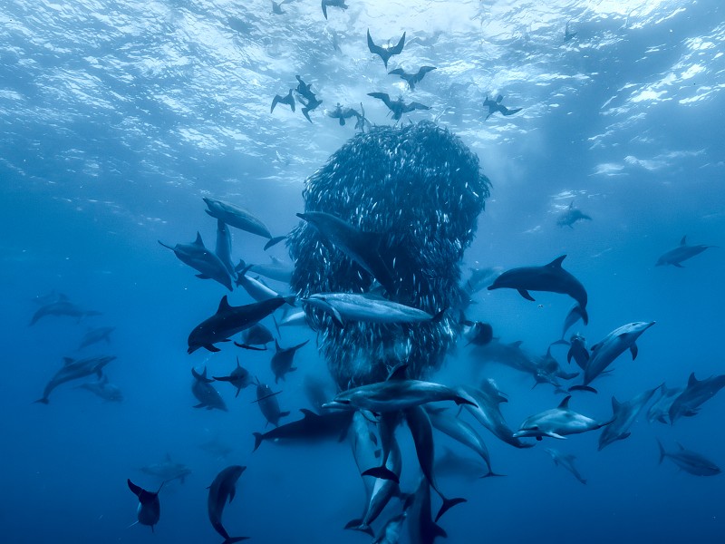 Ocean With David Attenborough