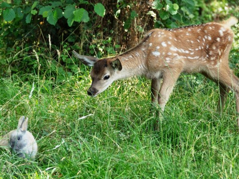 Bambi: A Life i The Woods