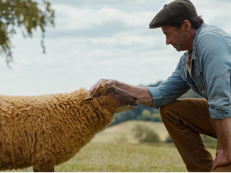 The Sheep Detectives