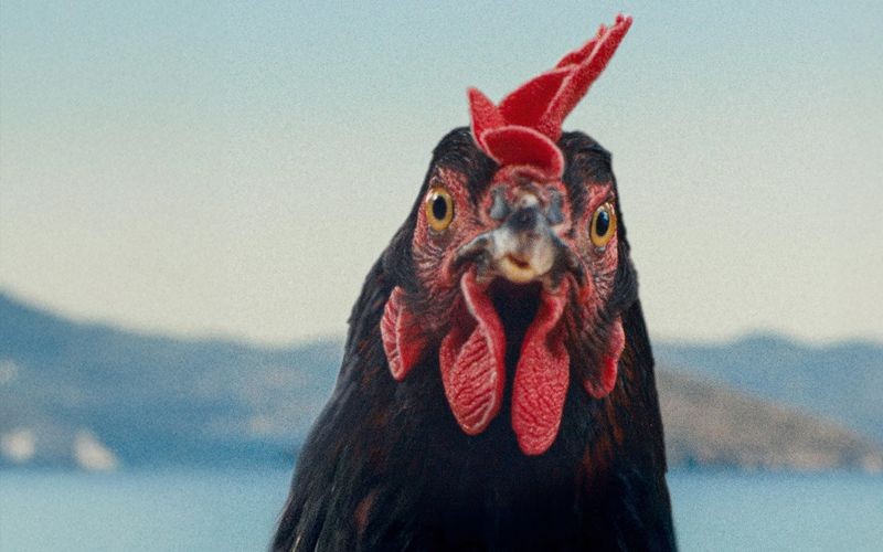 Hen (Subtitled)