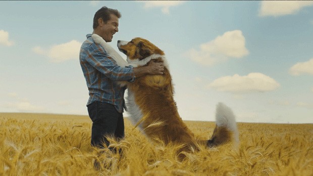 A Dog's Journey