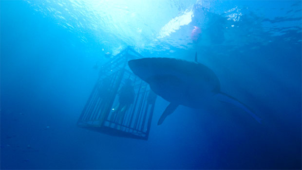 47 Metres Down