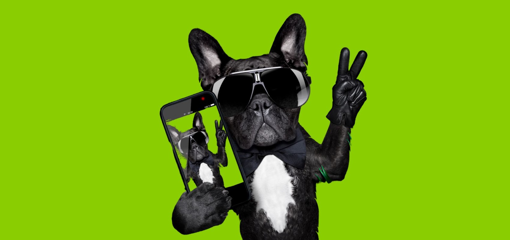 Dog Party: The Moment