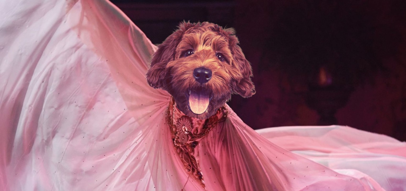 Dog-Friendly: Madfabulous