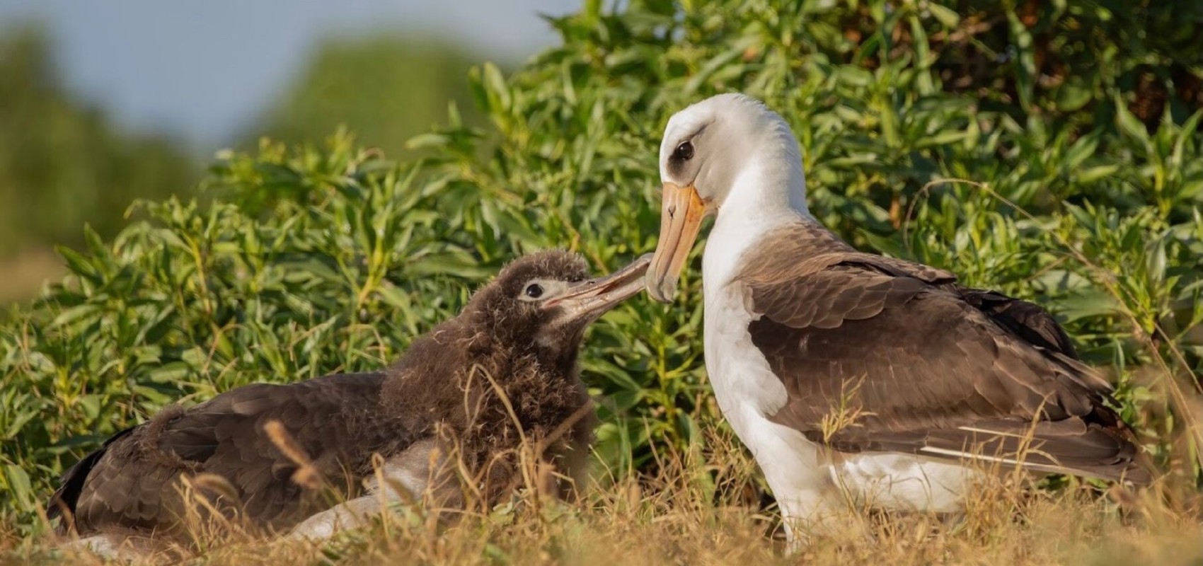 Second Nature: Gender and Sexuality in the Animal World